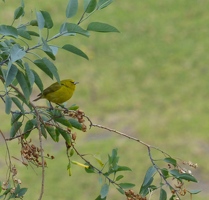 'Amakihi